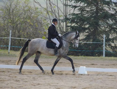 centre équestre régional du Forez