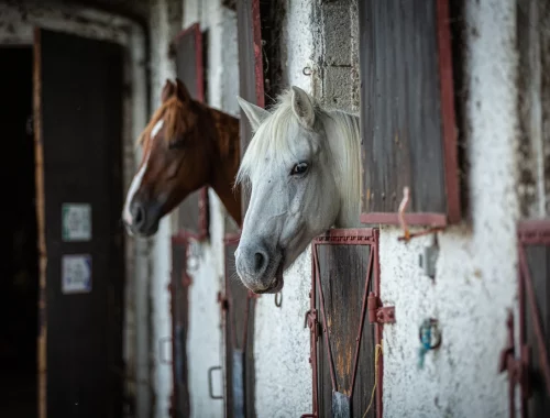 centre équestre régional du Forez