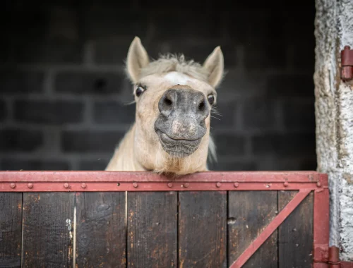 centre équestre régional du Forez